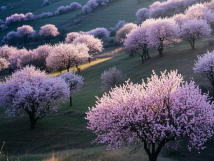 數(shù)九待春歸，亞歐果仁香